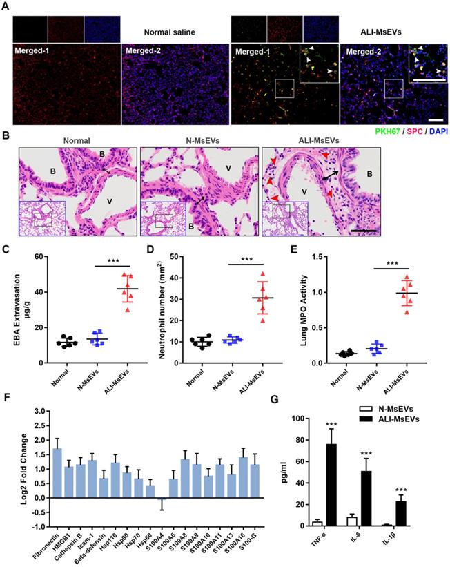 Int J Biol Sci Image