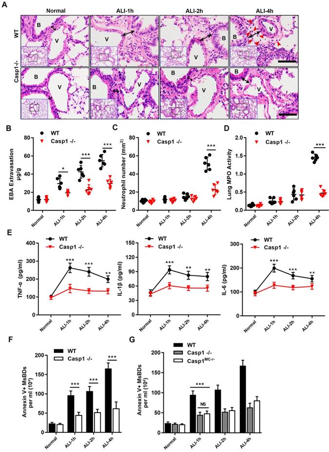 Int J Biol Sci Image