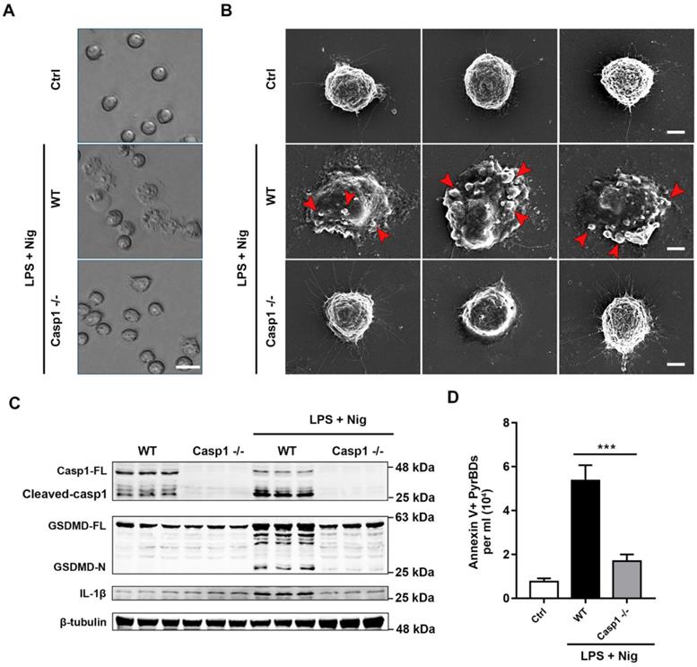 Int J Biol Sci Image