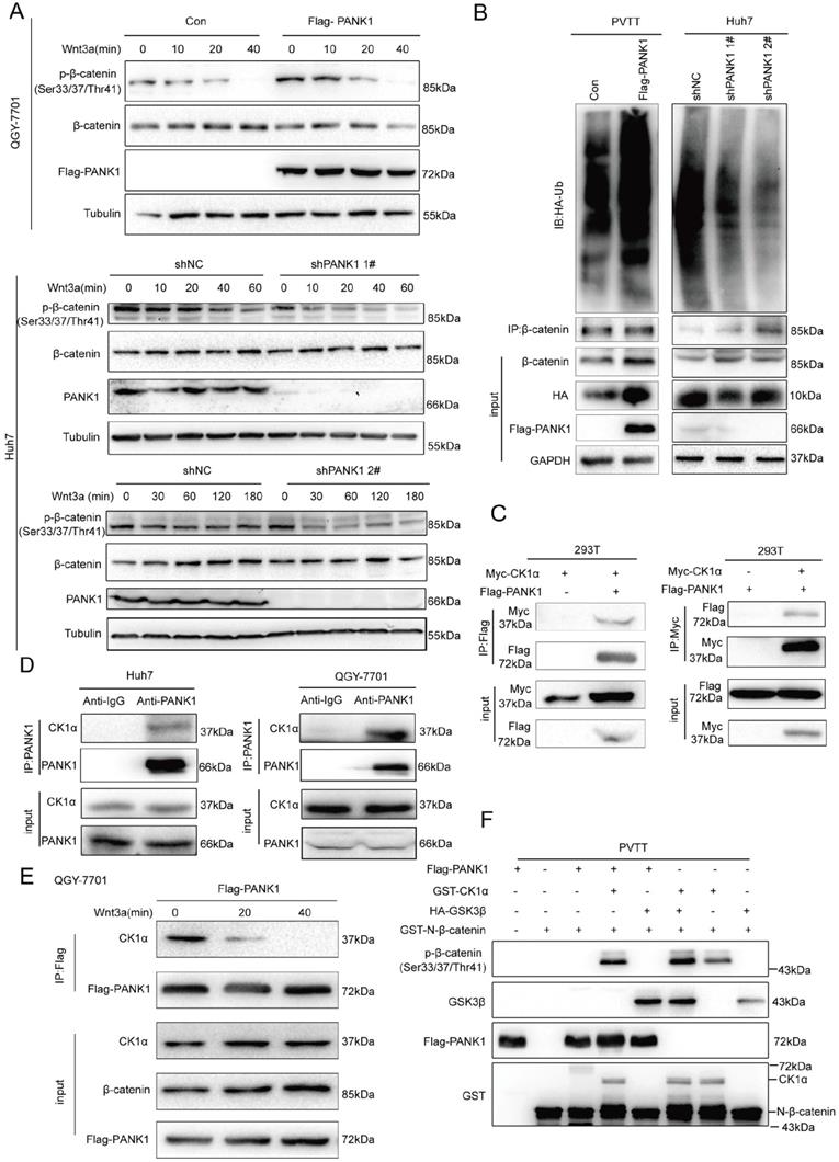 Int J Biol Sci Image