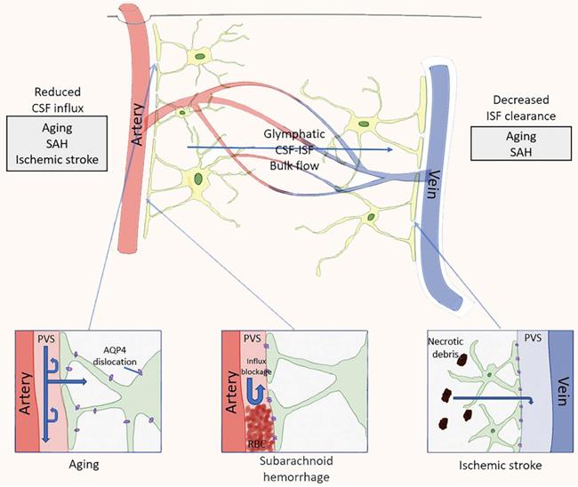 Int J Biol Sci Image