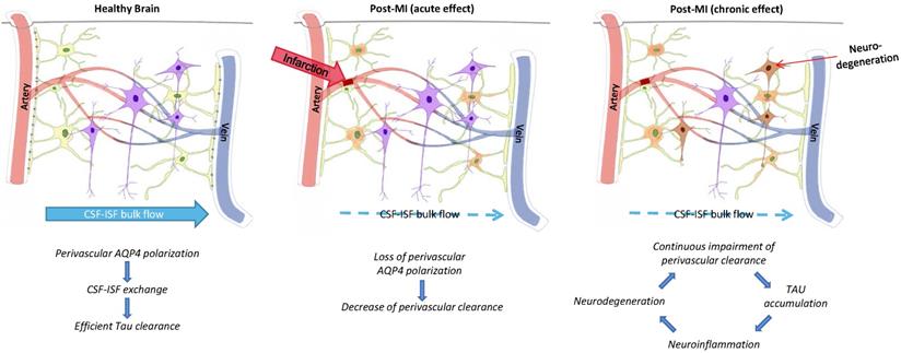 Int J Biol Sci Image