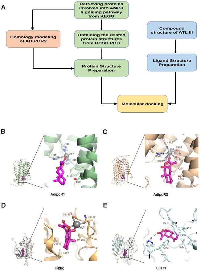 Int J Biol Sci Image