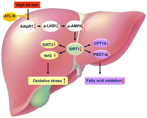 Non Alcoholic Fatty Liver Disease