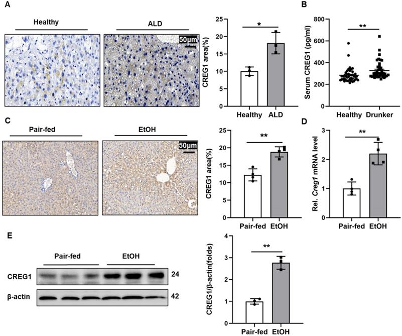 Int J Biol Sci Image