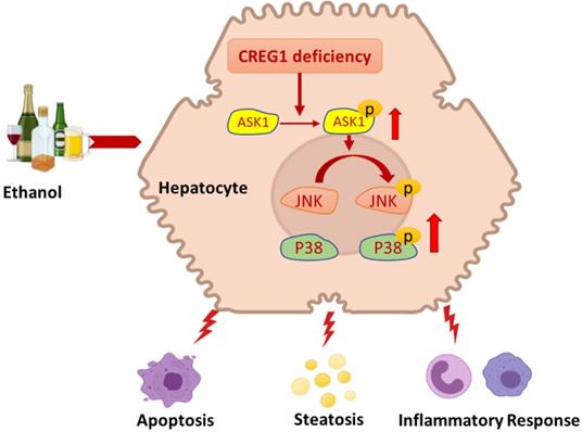 Int J Biol Sci Image