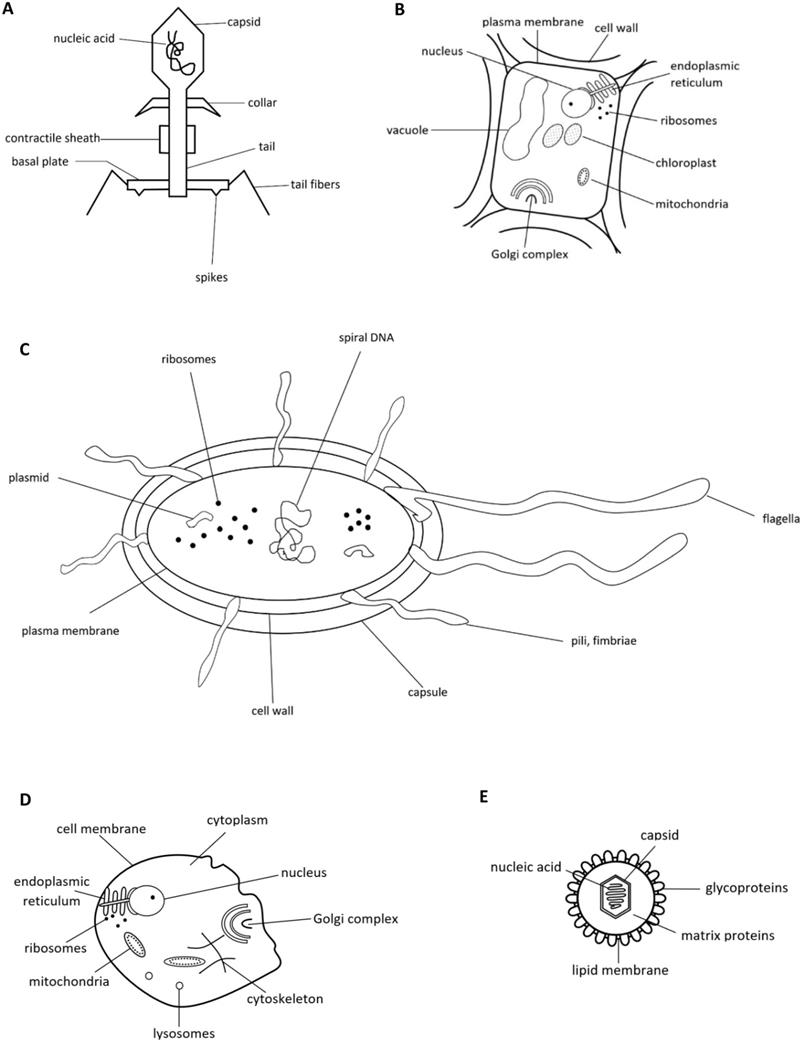 Int J Biol Sci Image