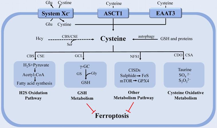 Int J Biol Sci Image