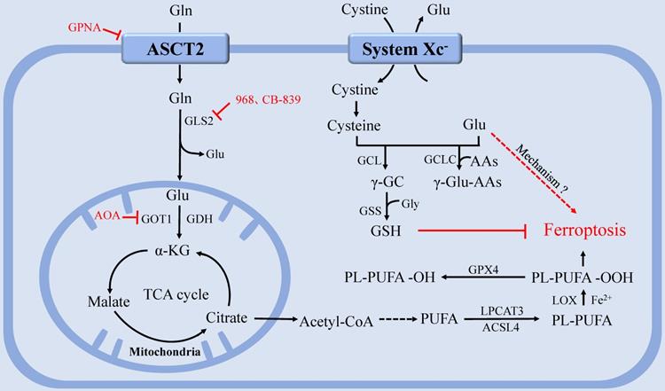 Int J Biol Sci Image