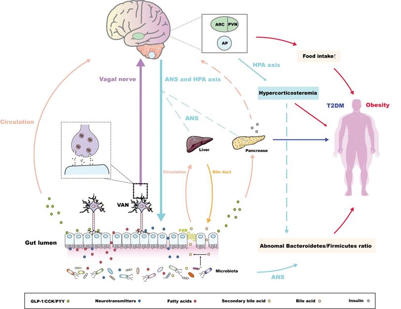 Int J Biol Sci Image