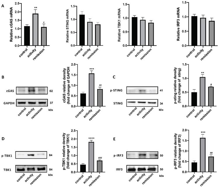 Int J Biol Sci Image