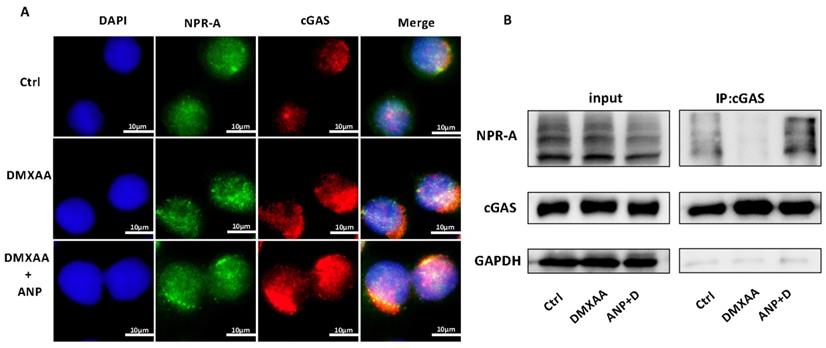 Int J Biol Sci Image