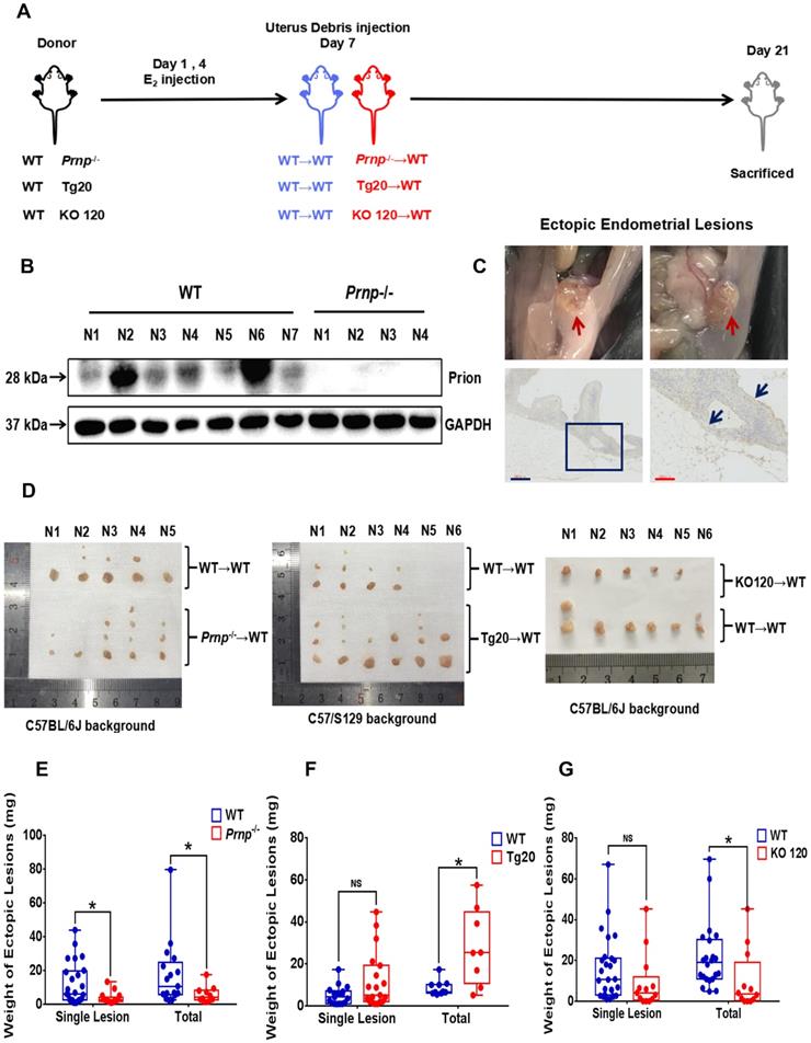 Int J Biol Sci Image