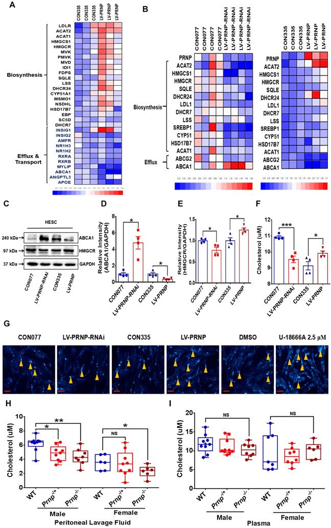 Int J Biol Sci Image