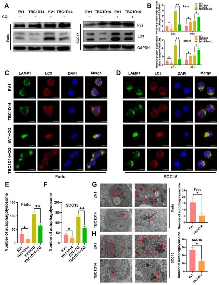 Int J Biol Sci Image