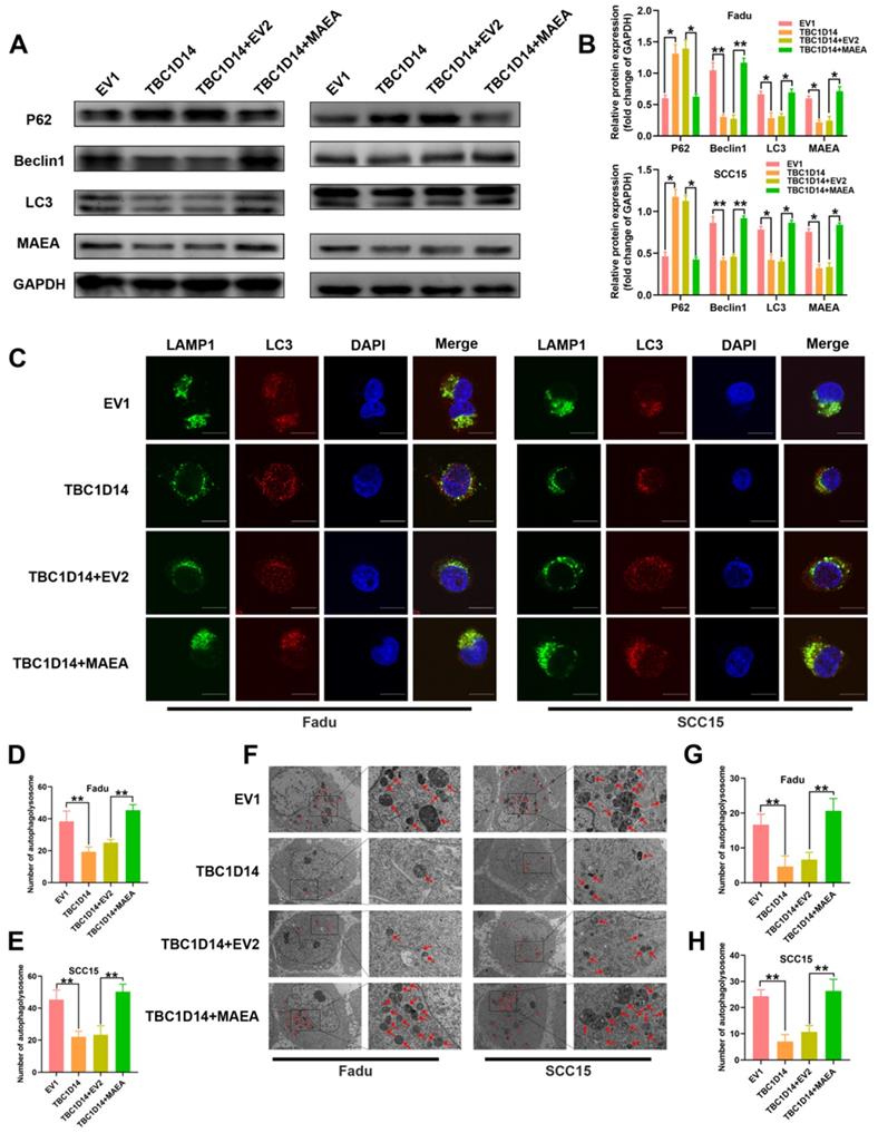 Int J Biol Sci Image