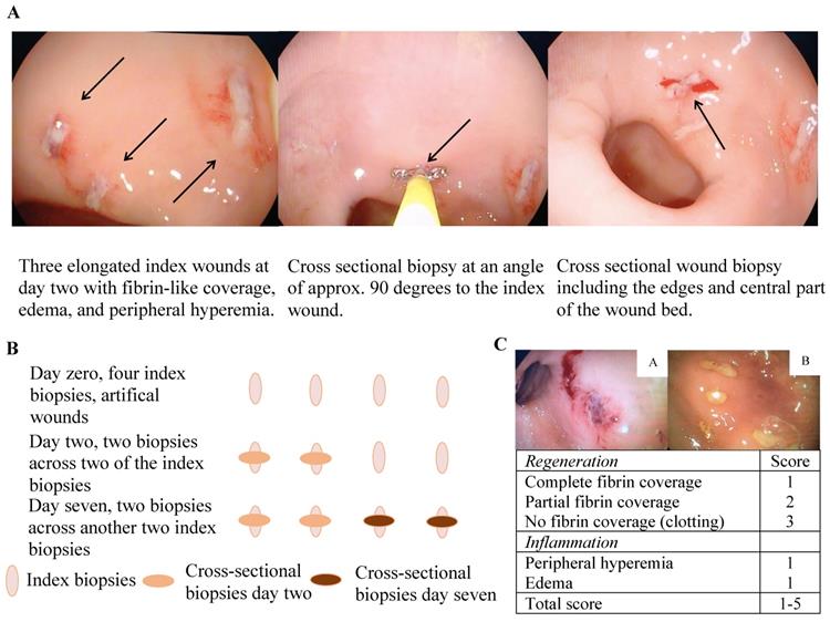 Int J Biol Sci Image