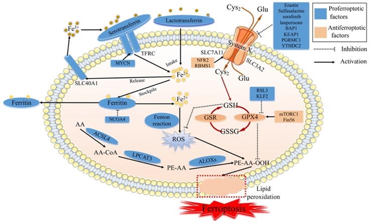 Int J Biol Sci Image