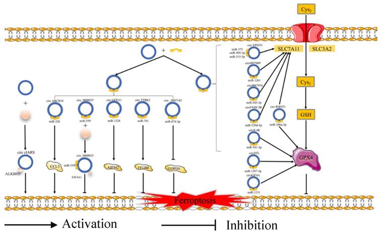 Int J Biol Sci Image