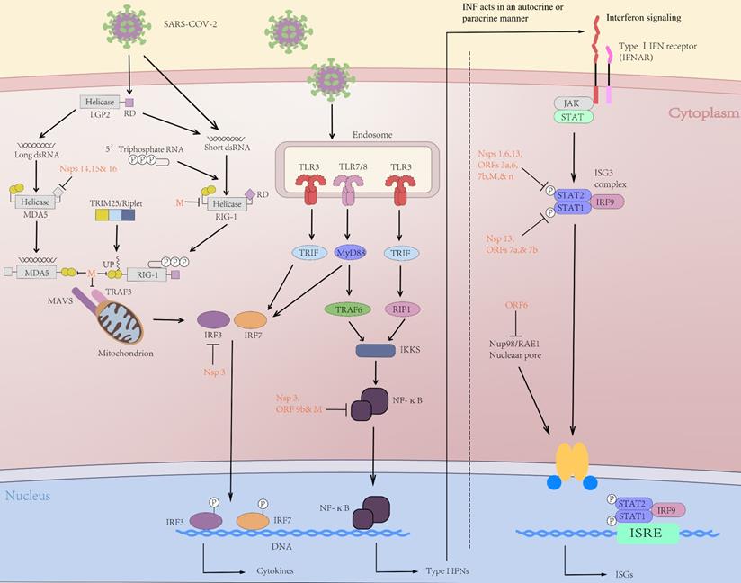 Int J Biol Sci Image