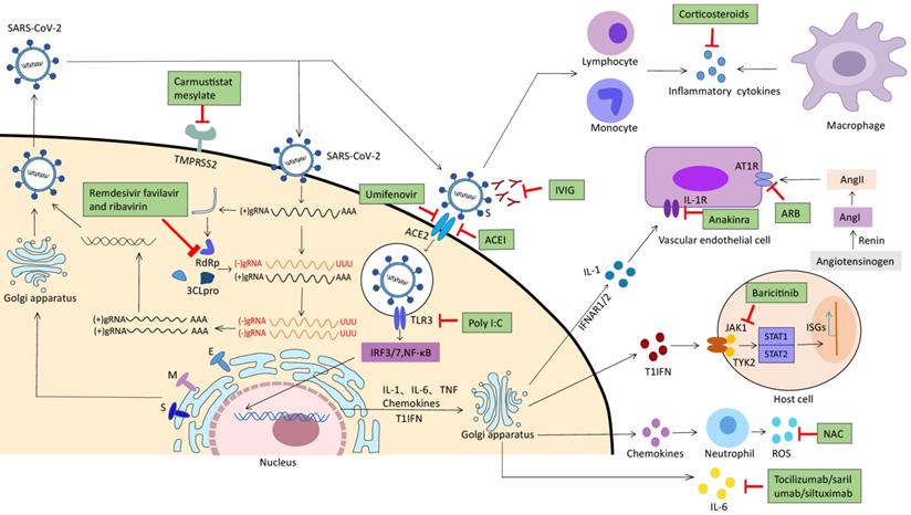 Int J Biol Sci Image