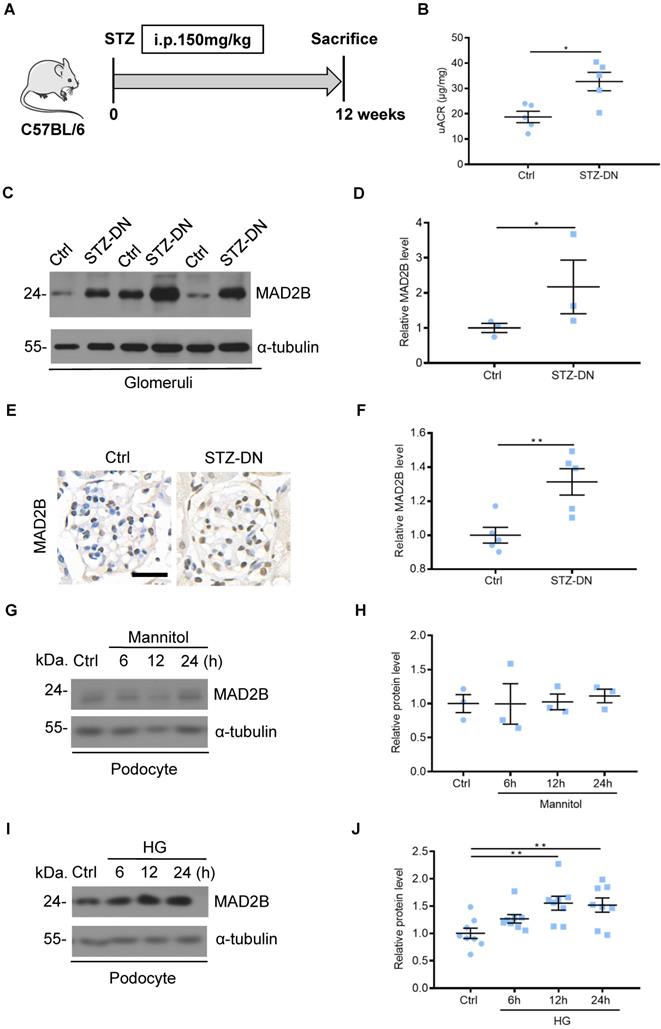 Int J Biol Sci Image