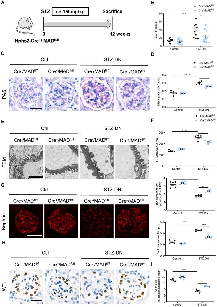 Int J Biol Sci Image