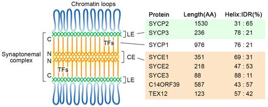 Int J Biol Sci Image