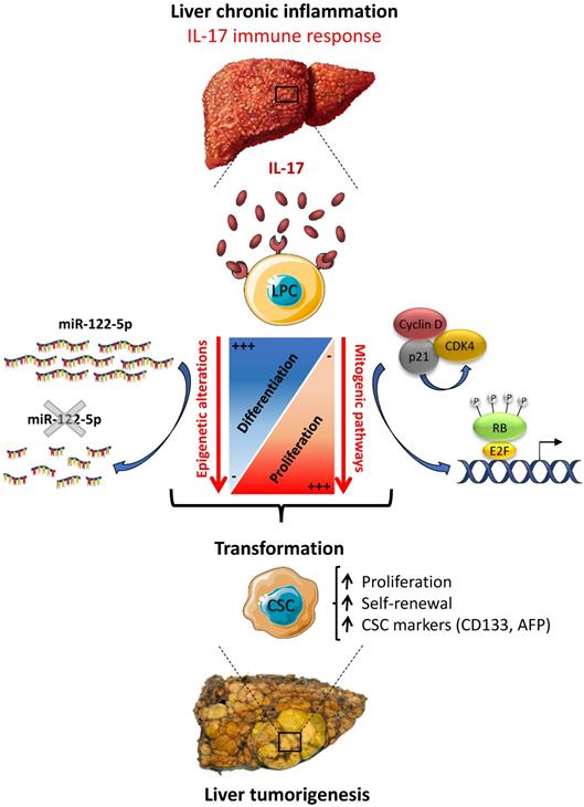 Int J Biol Sci Image