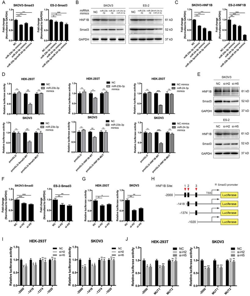 Int J Biol Sci Image