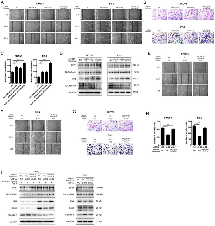 Int J Biol Sci Image