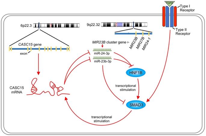 Int J Biol Sci Image