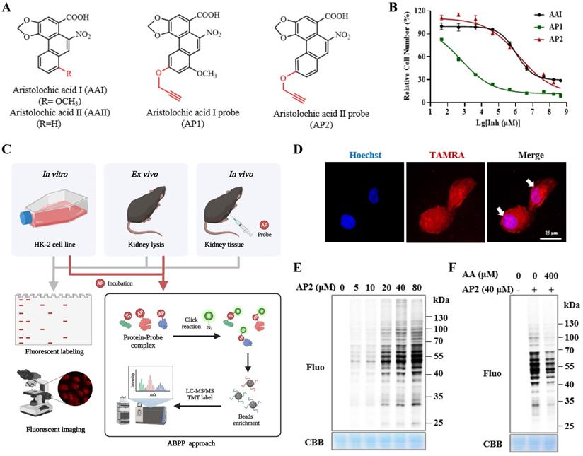 Int J Biol Sci Image