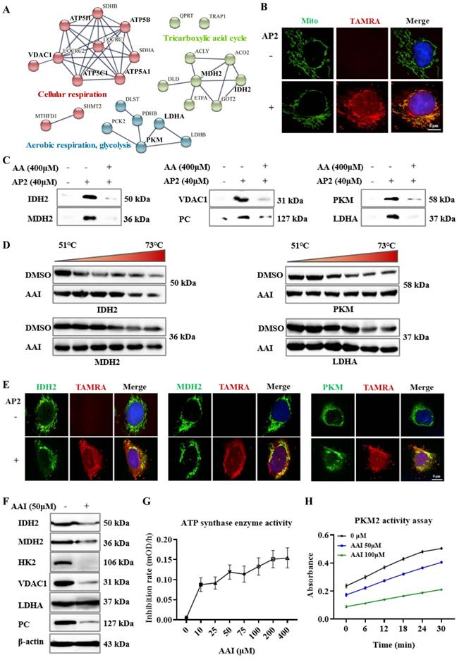 Int J Biol Sci Image