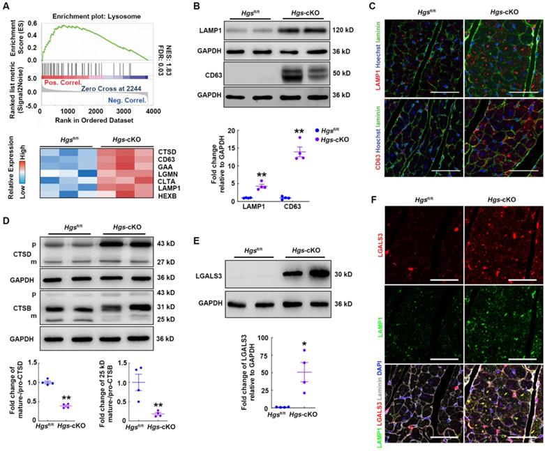 Int J Biol Sci Image