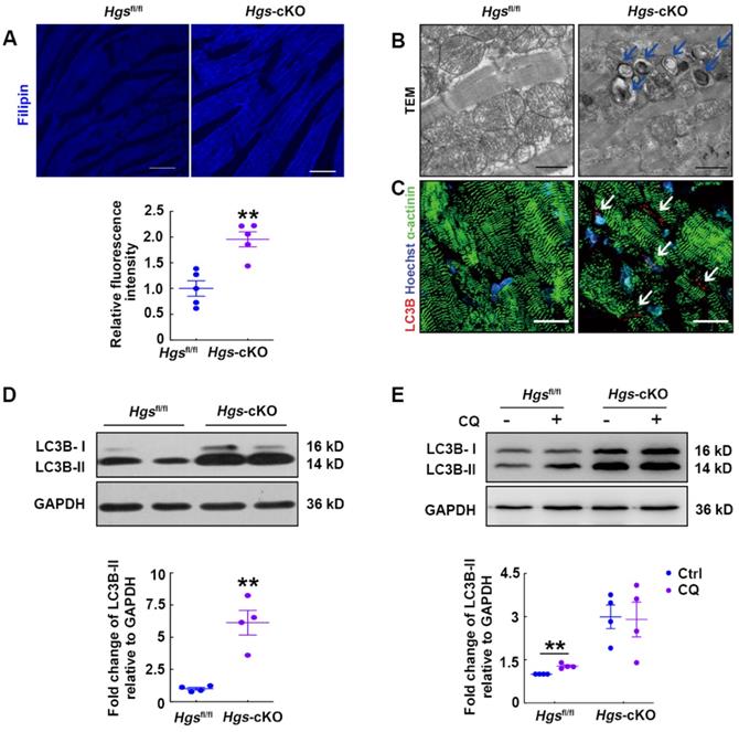 Int J Biol Sci Image