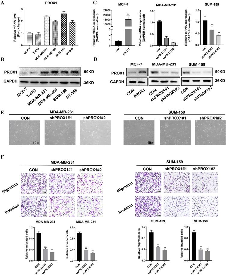 Int J Biol Sci Image