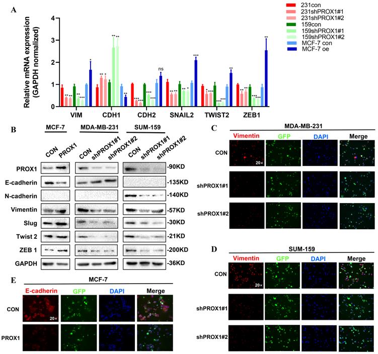 Int J Biol Sci Image