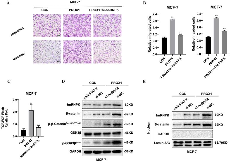 Int J Biol Sci Image