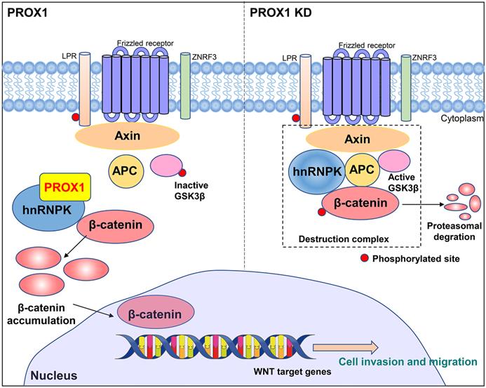 Int J Biol Sci Image