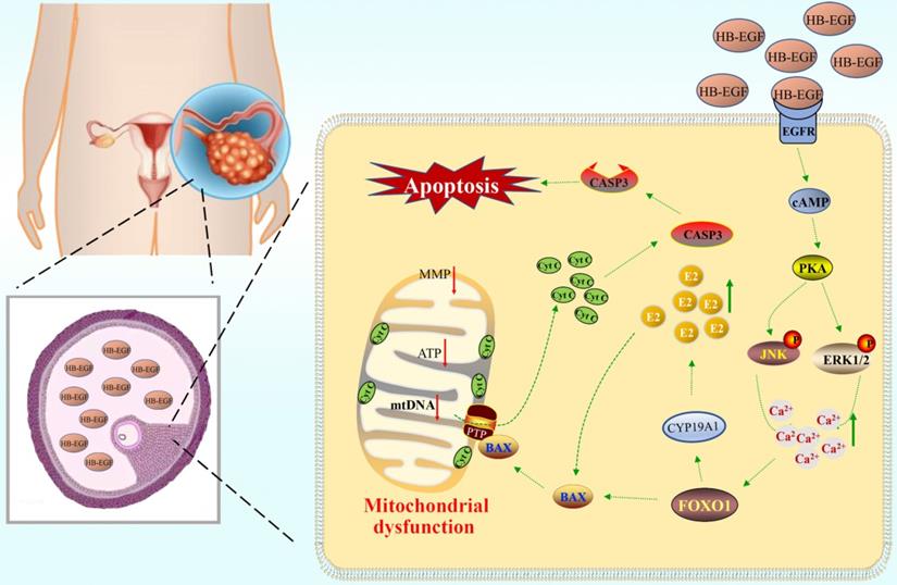 Int J Biol Sci Image