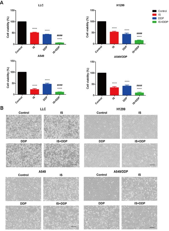 Int J Biol Sci Image