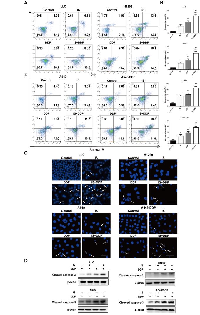 Int J Biol Sci Image