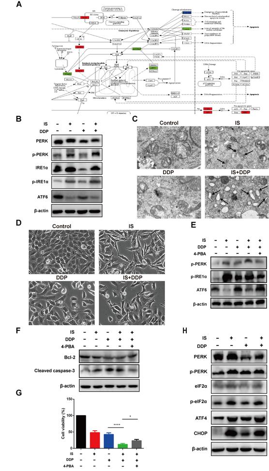 Int J Biol Sci Image