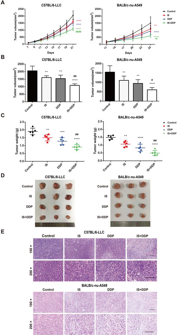 Int J Biol Sci Image