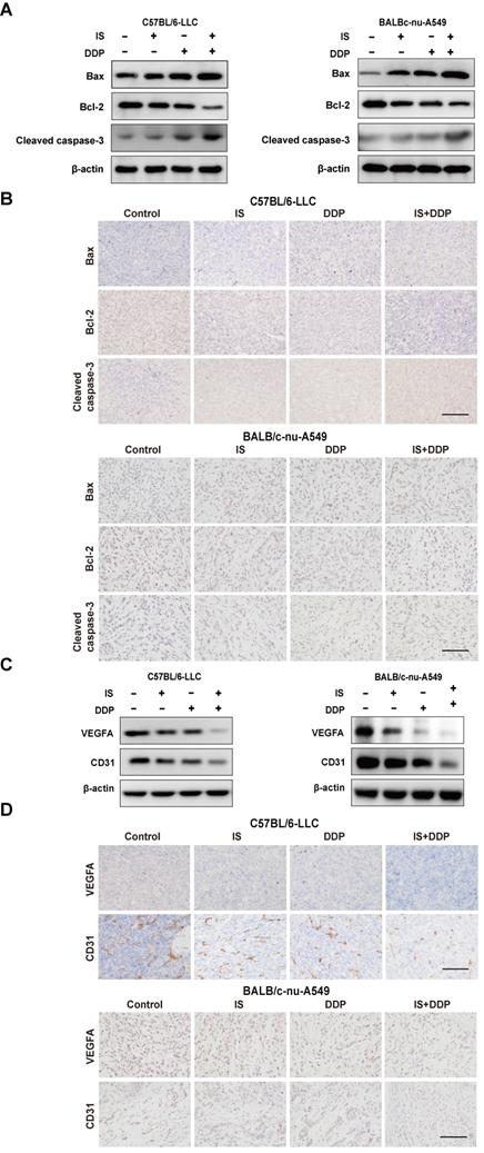 Int J Biol Sci Image