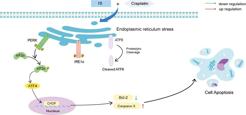 Int J Biol Sci Image