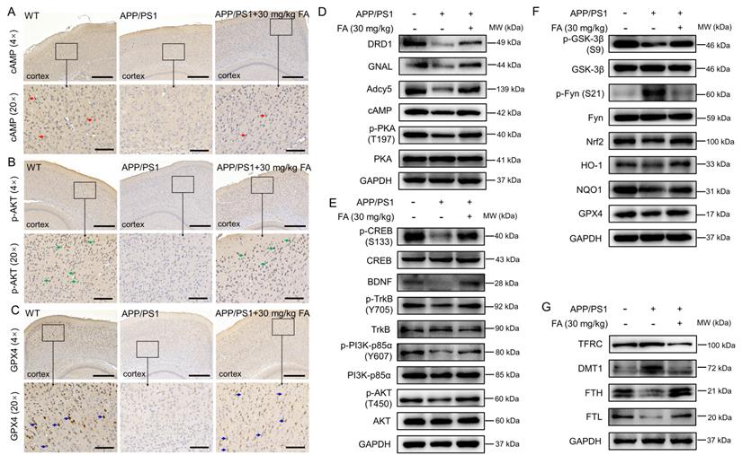 Int J Biol Sci Image