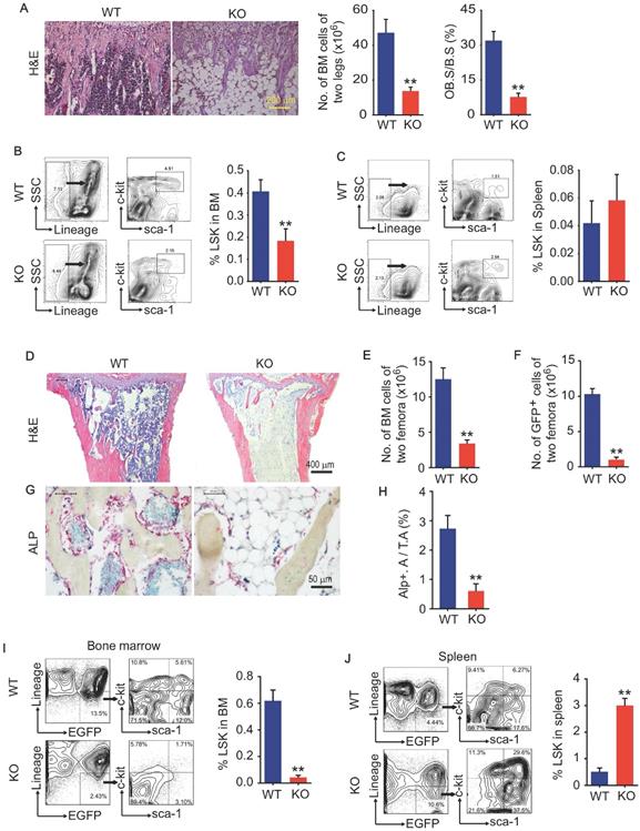 Int J Biol Sci Image