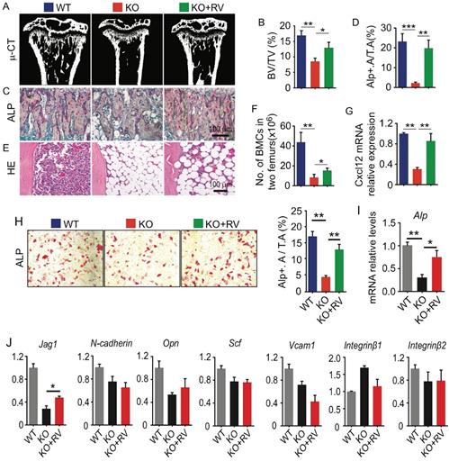 Int J Biol Sci Image